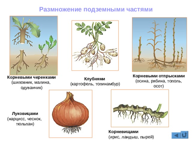 Ссылка на кракен 15ат